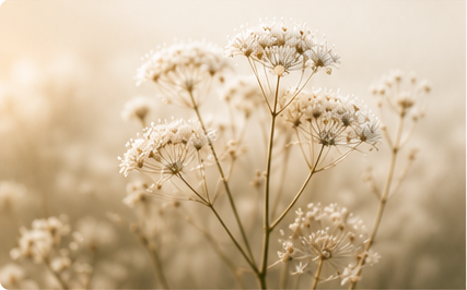 Delicate wildflowers in warm light