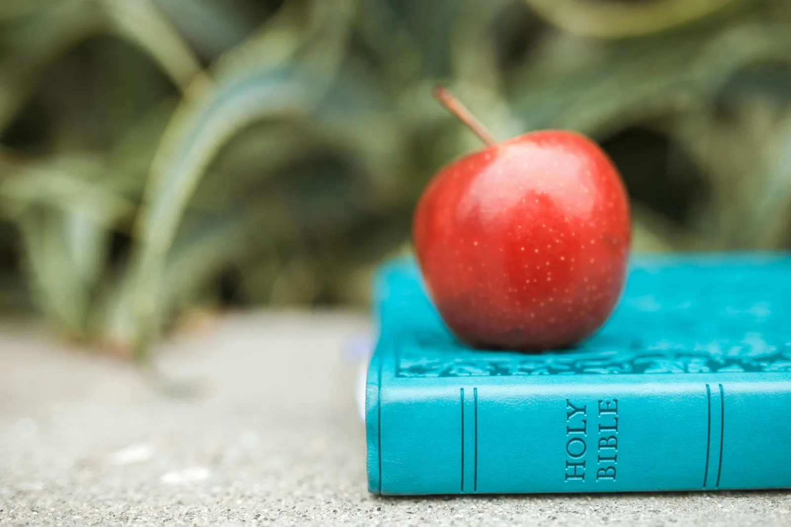 The Forbidden Fruit Teaches You What You Feel